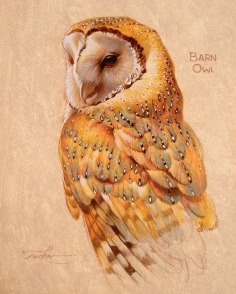 Barn Owl, study